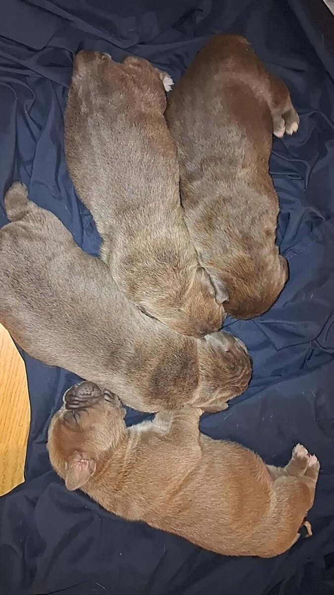 Cane Corso Puppies image 1
