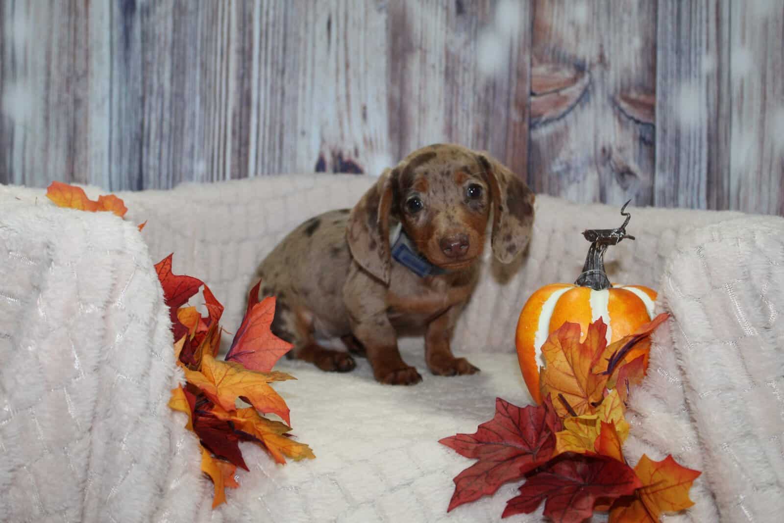 OMG Mini Dachshund Puppies image 3