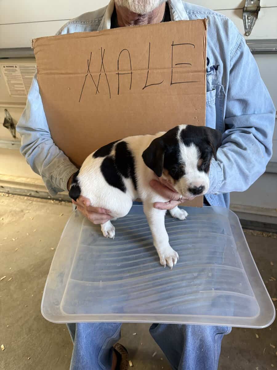 Registered Feist puppies for sale image 1
