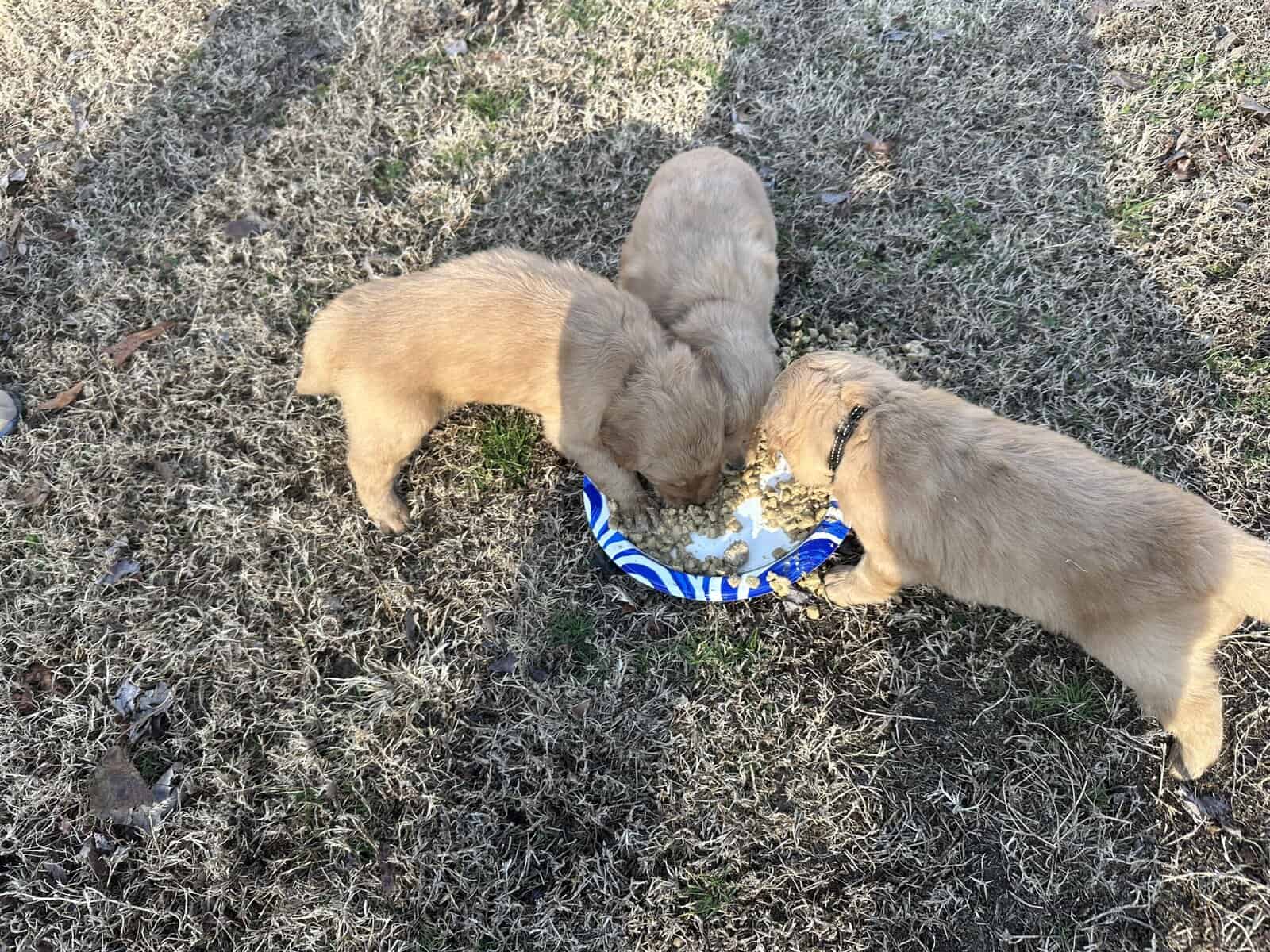 AKC Golden Retriever pups image 3