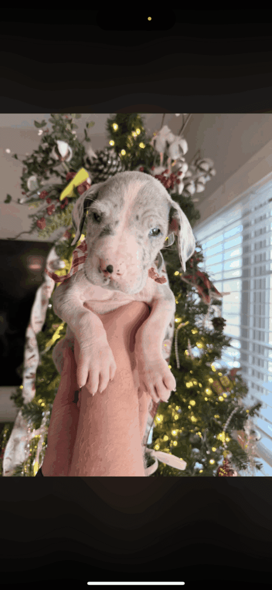 Great Dane puppies image 5