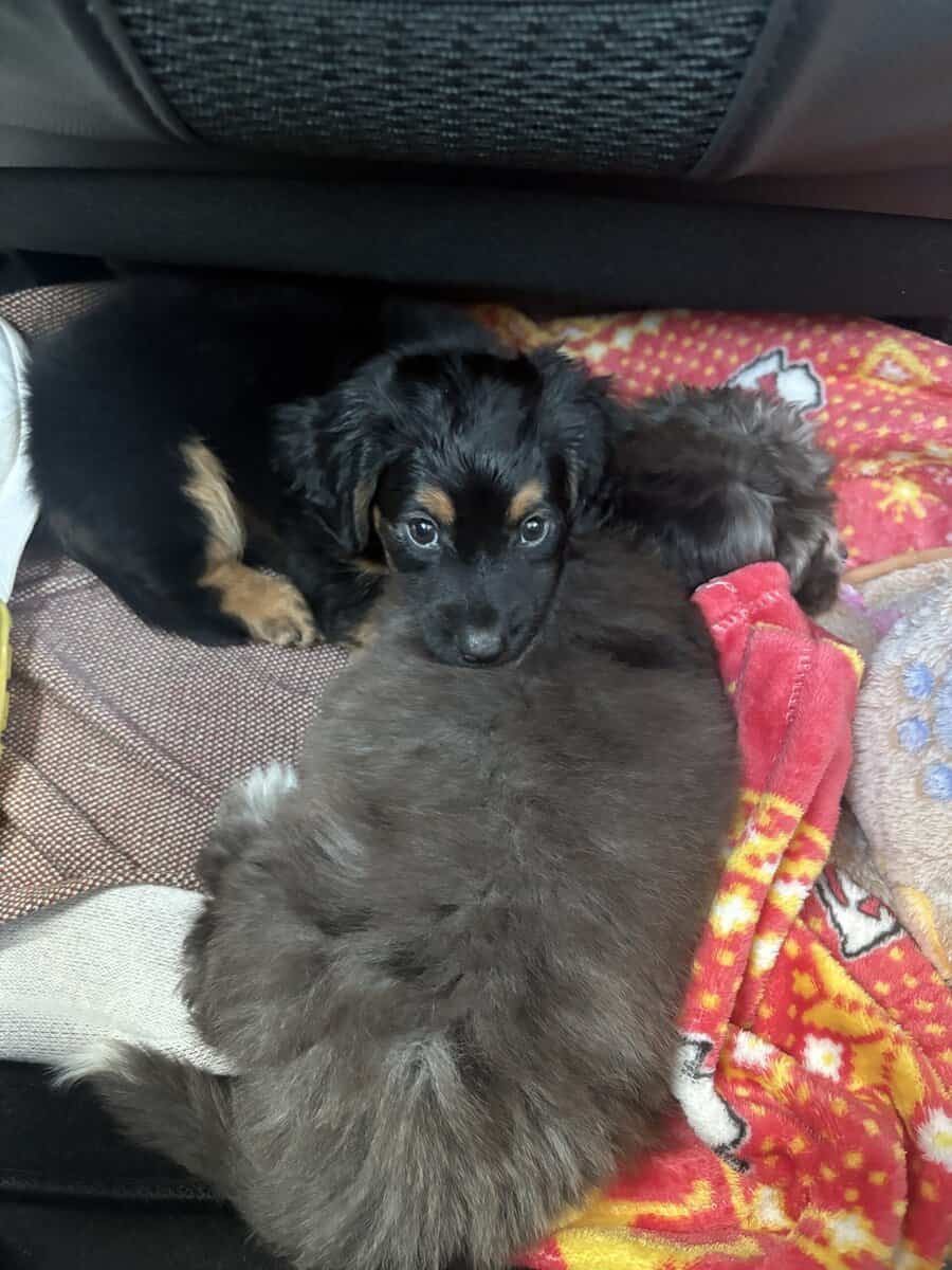6mo pup for sale - Pepe image 7