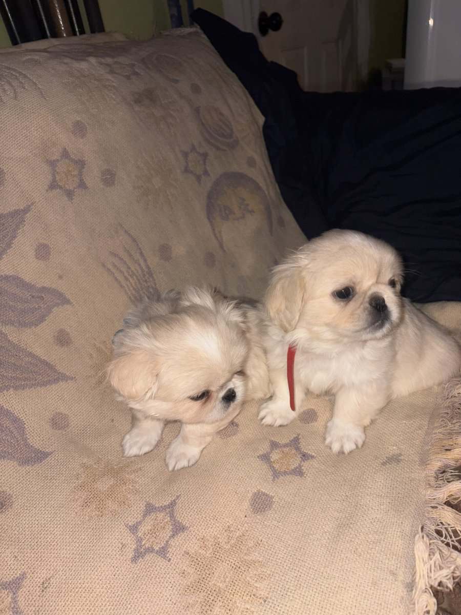 Pekingese puppies image 6