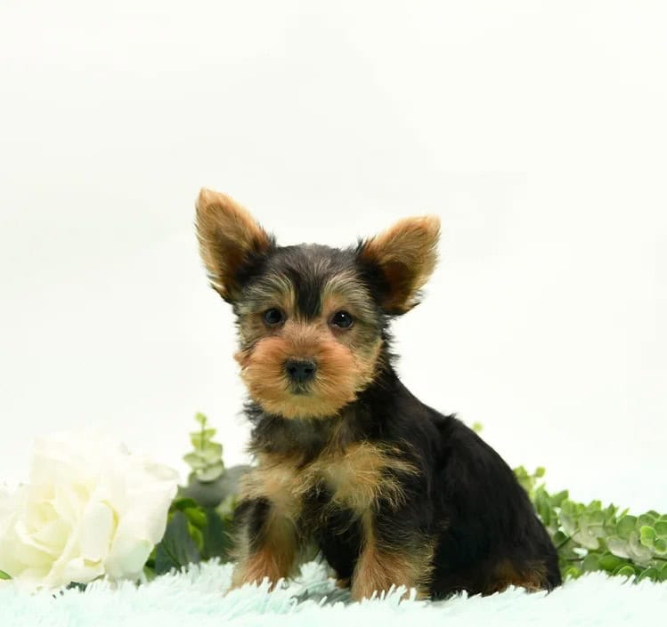 Yorkie terrier puppy image 4