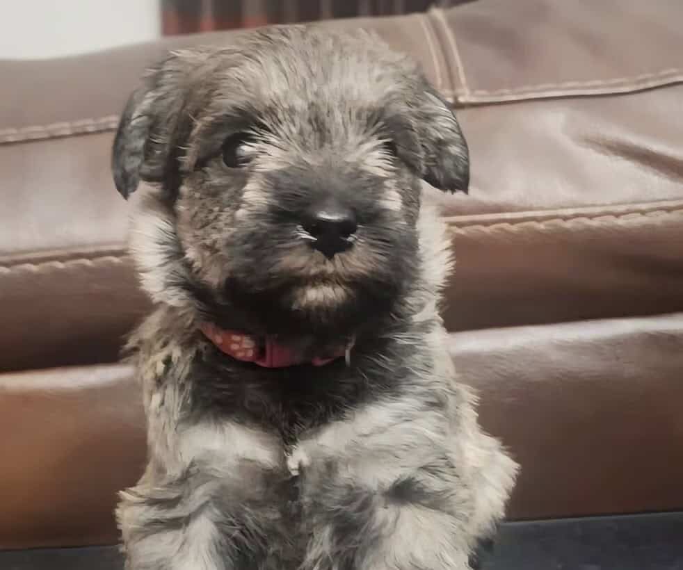 Mini Schnauzer image 3