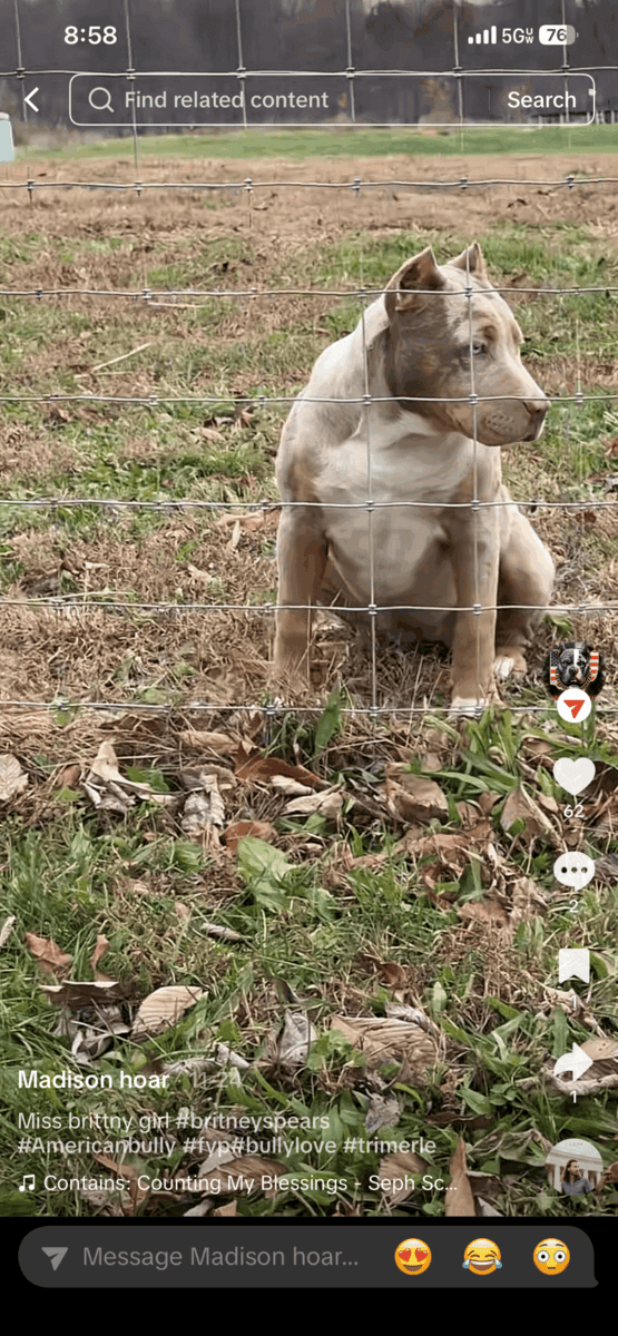 XL bully puppy image 2