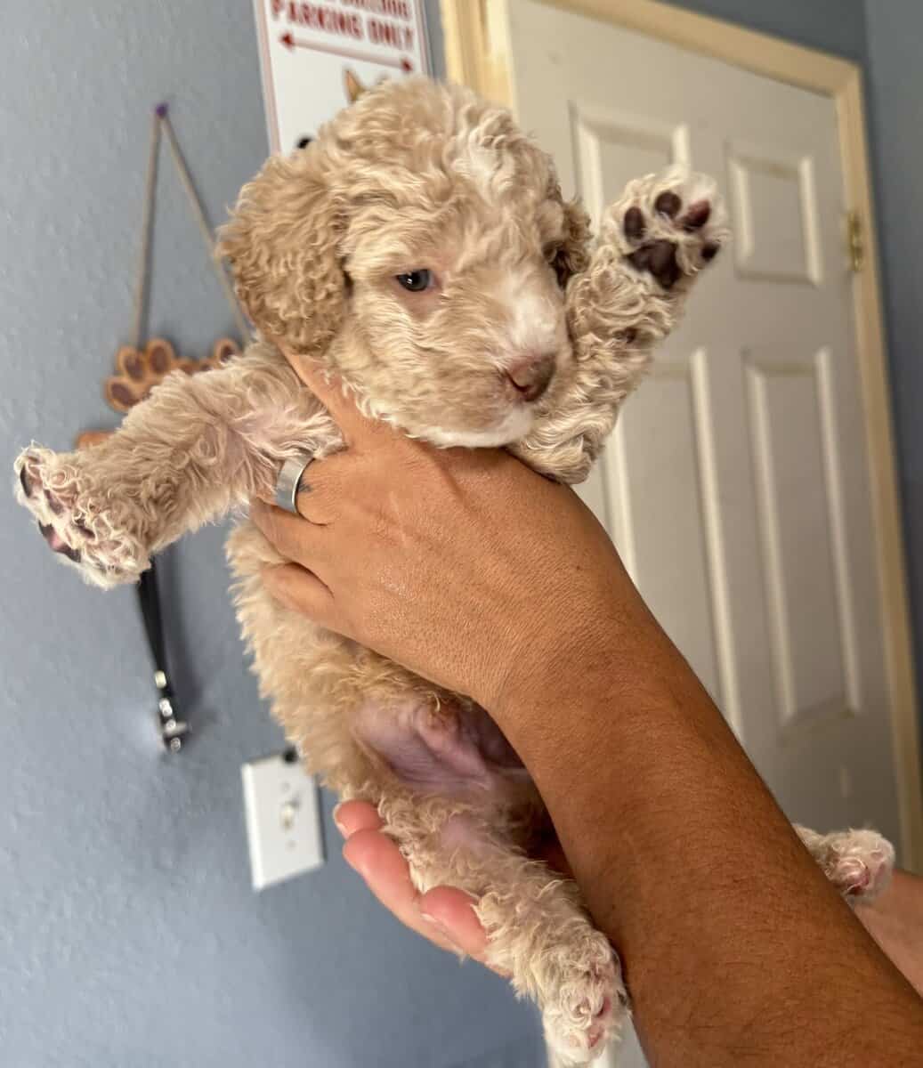 Goldendoodle image 1