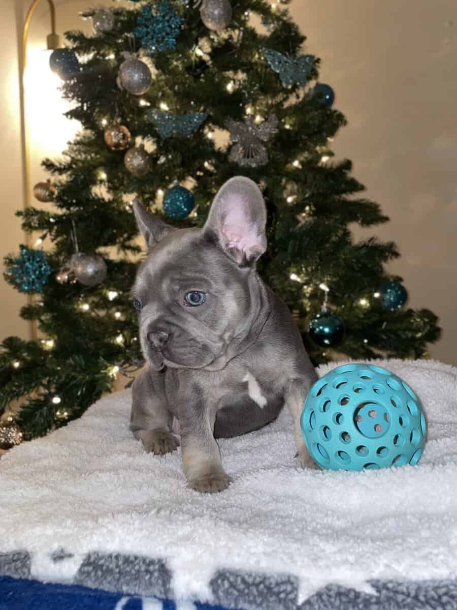 Kobe, French bulldog image 2