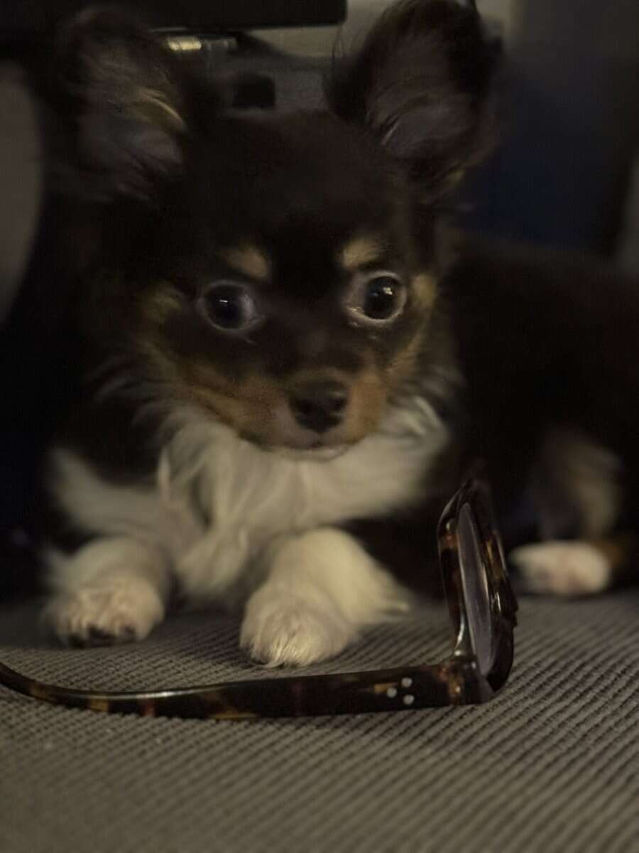 Rehoming 3.5 month old image 2