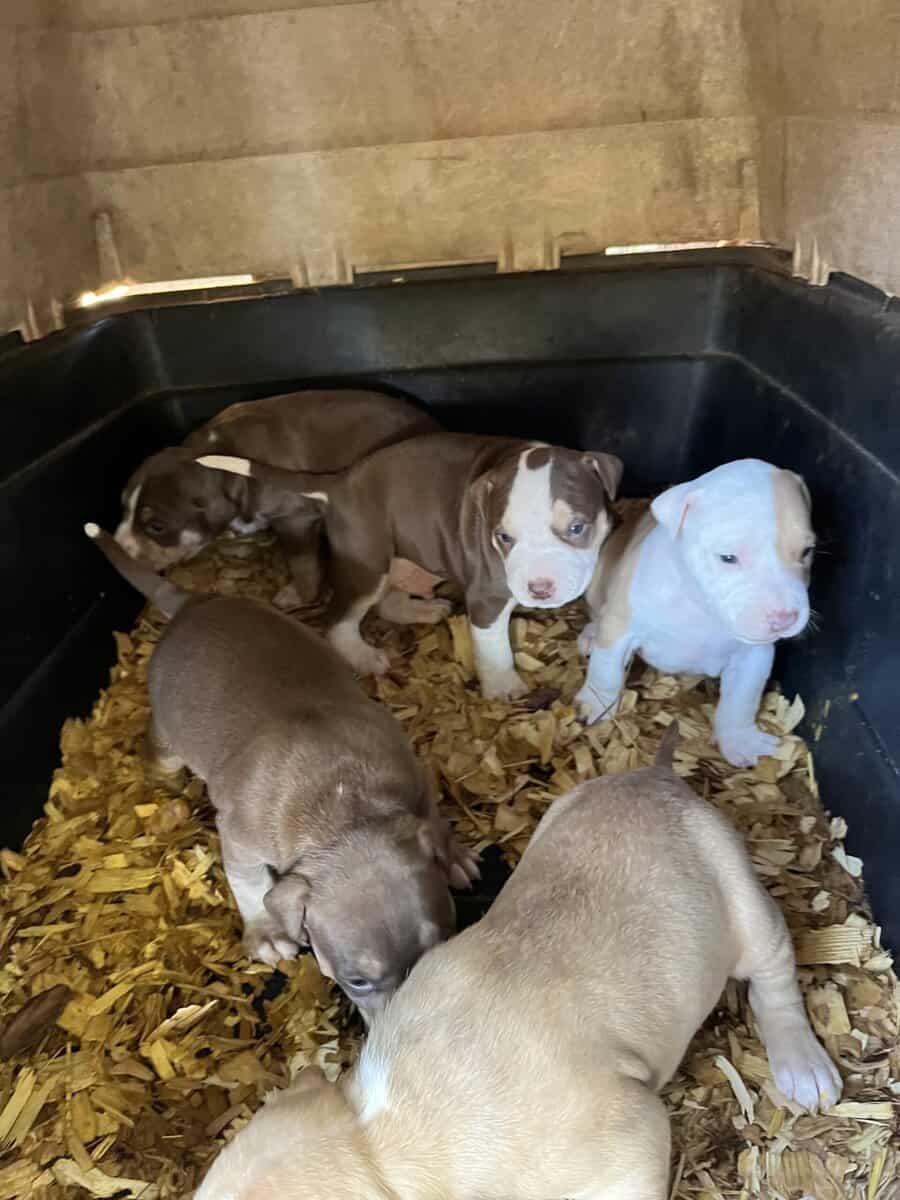Puppies for rehoming image 3
