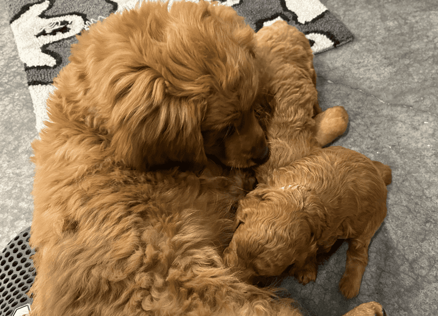 Mini-Golden Doodle Pups (Teacup to Toy size) image 5