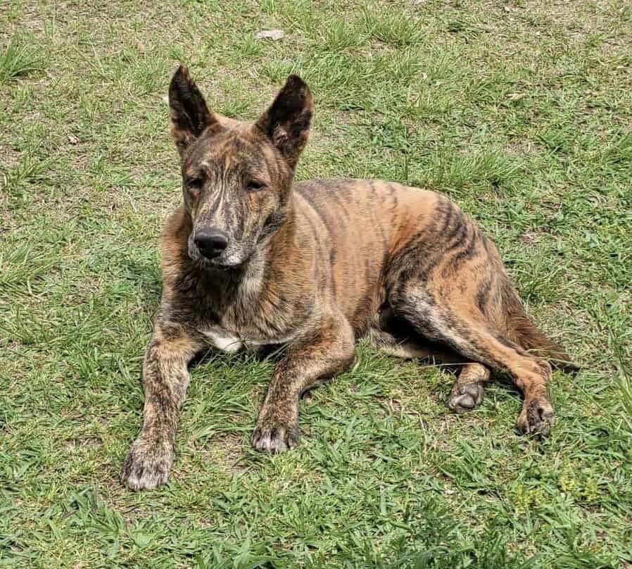 Rehome Dogs image 1