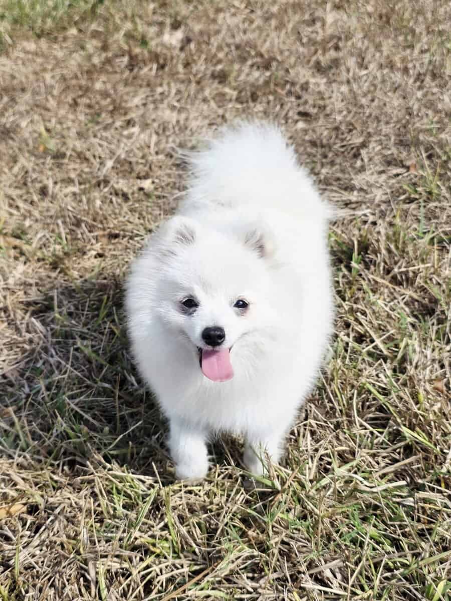 Pure white Arctic Fox image 1