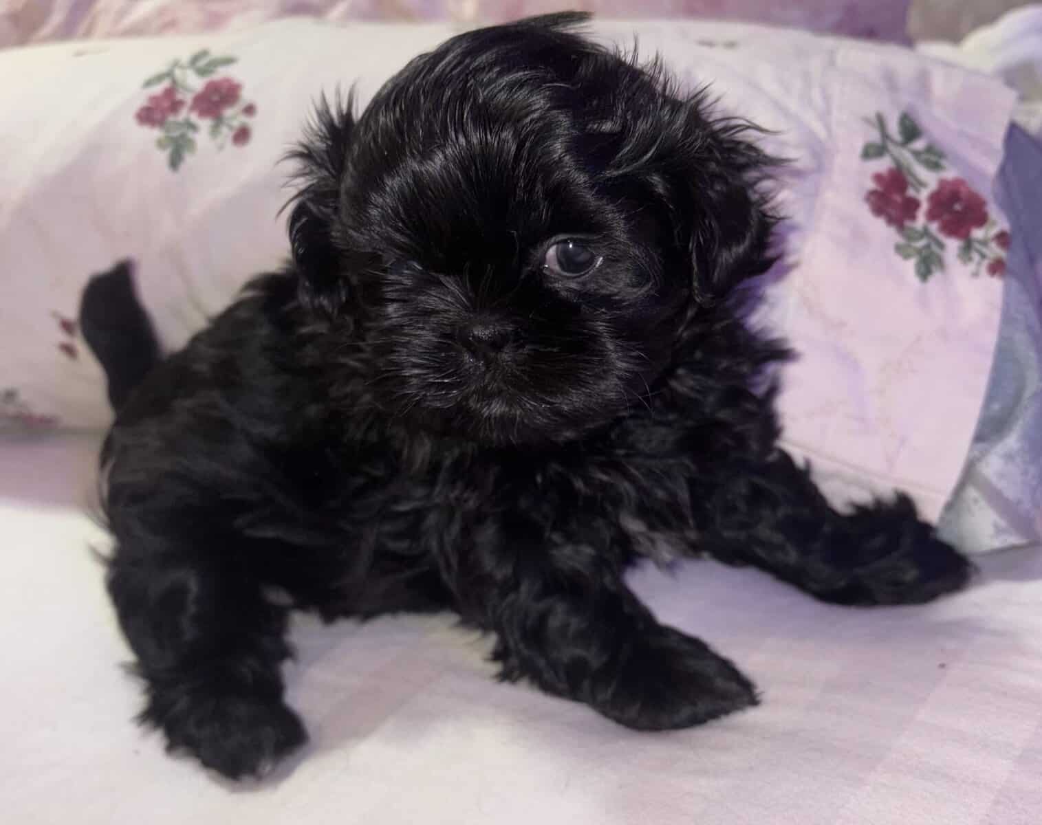 Shihtzu Puppies! image 1