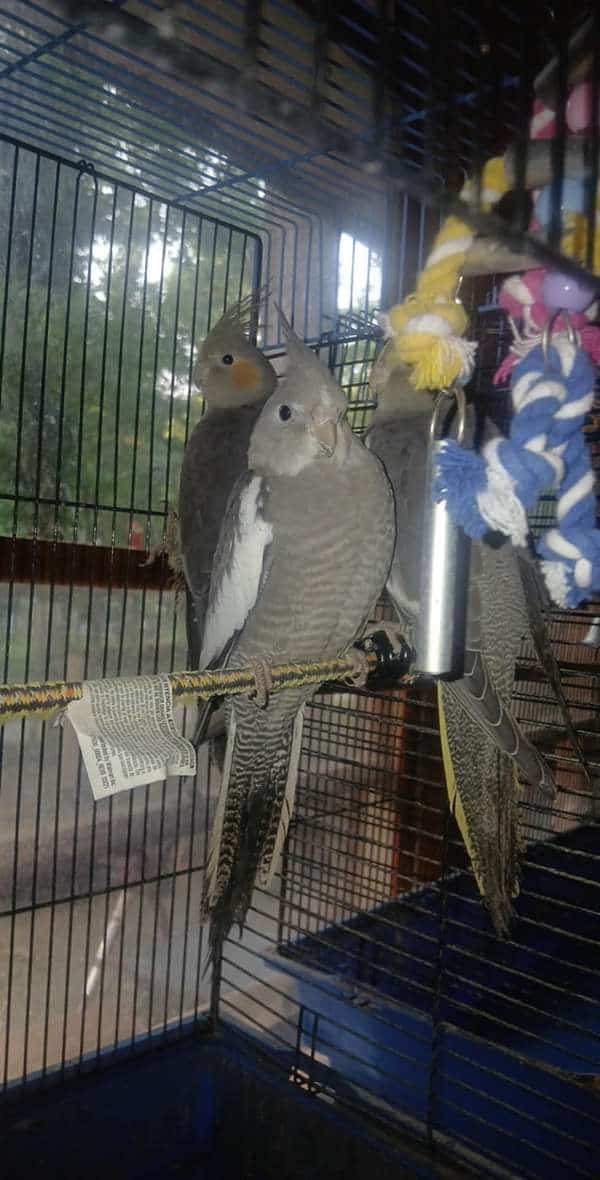 Baby Female cockatiels for sale!! image 1