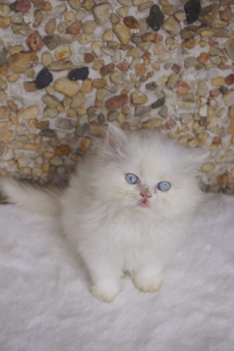 Adorable Persian Kitten image 1