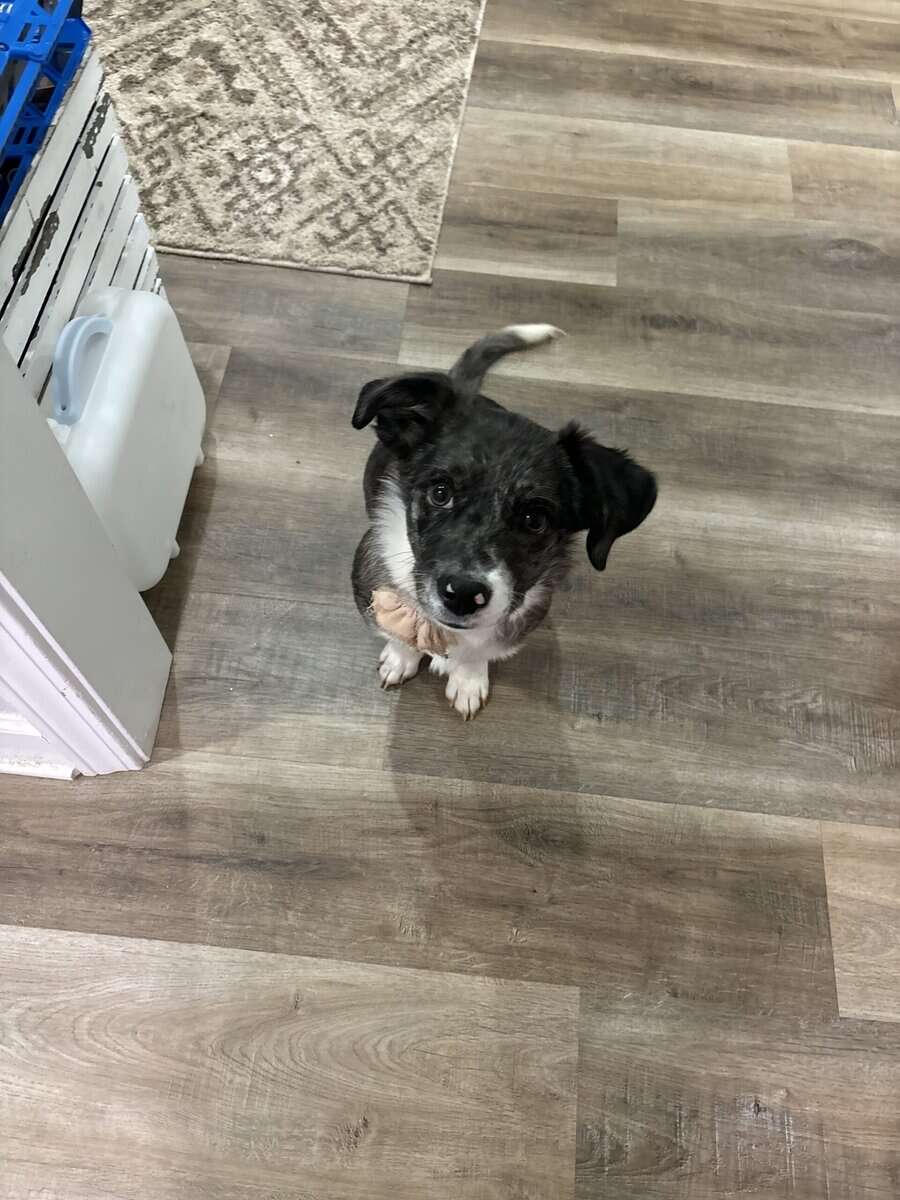 Bella!! Dog for sale!! image 3