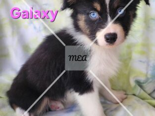 Australian Collie puppies ready for a new home now