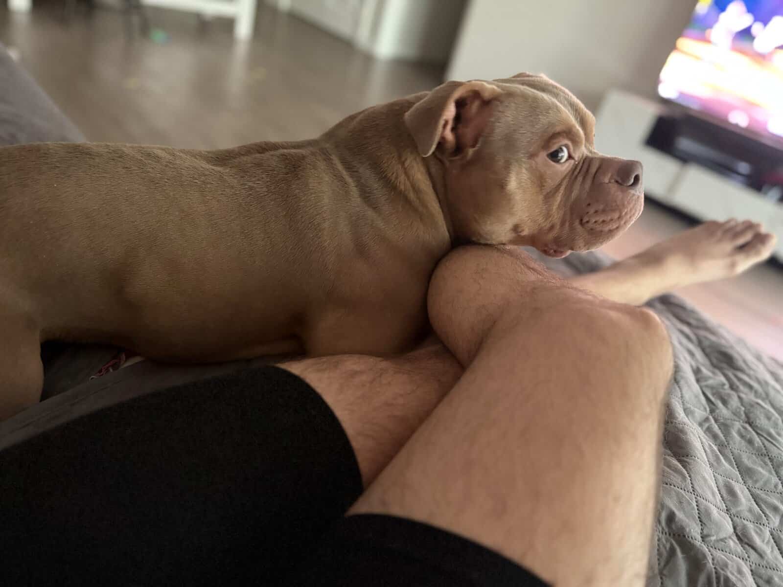 Lovable Pocket Bully image 3
