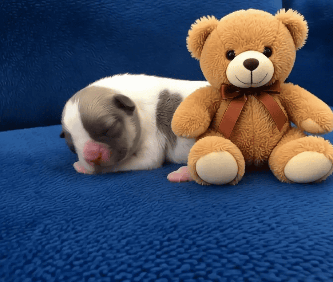 French bulldog puppies image 2