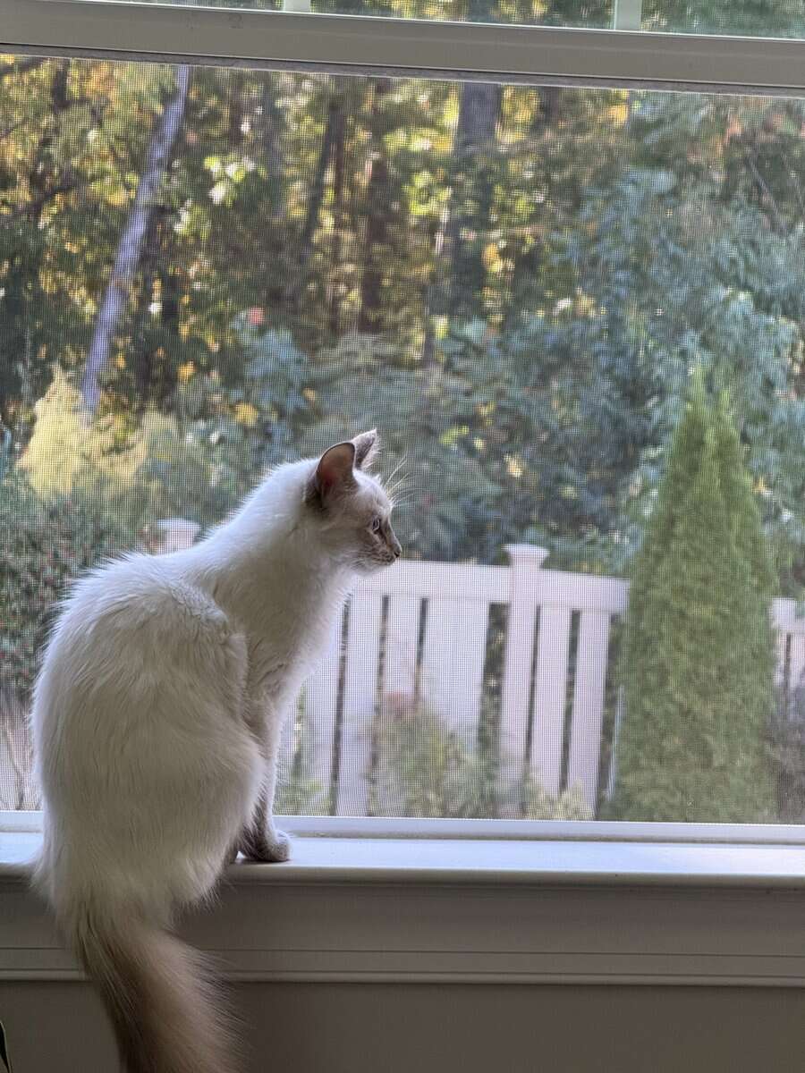 Balinese 8 month kitten image 1