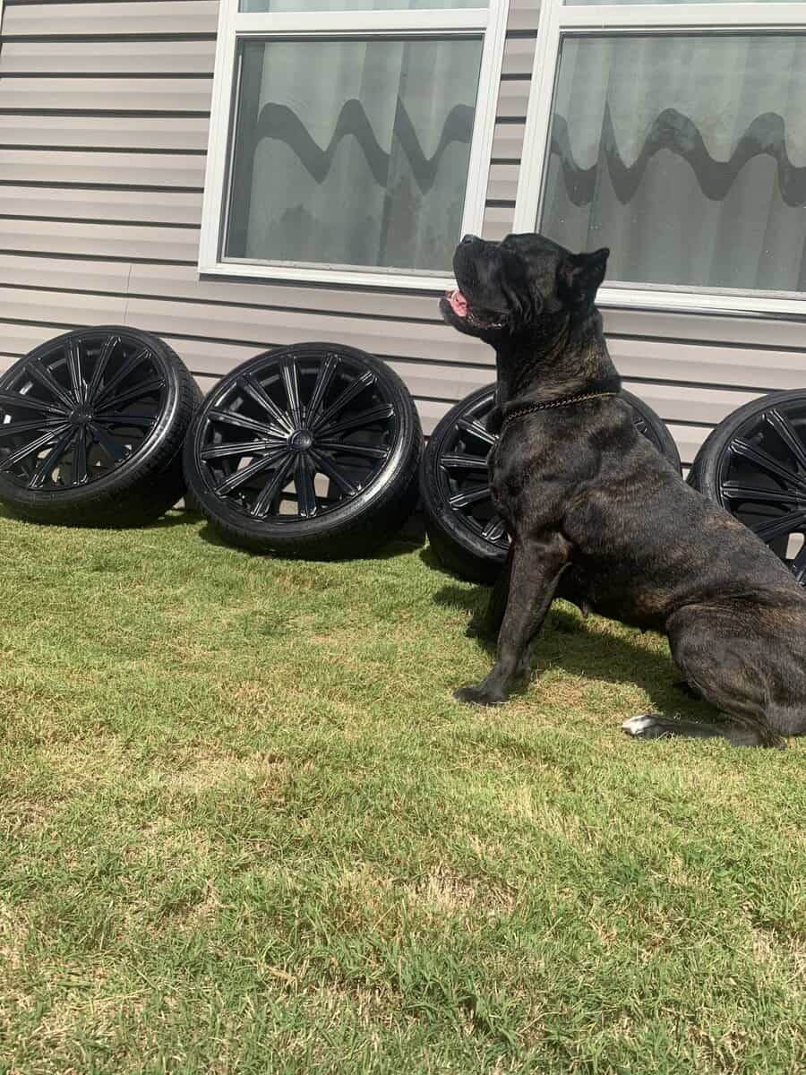 Cane Corso for sale image 3