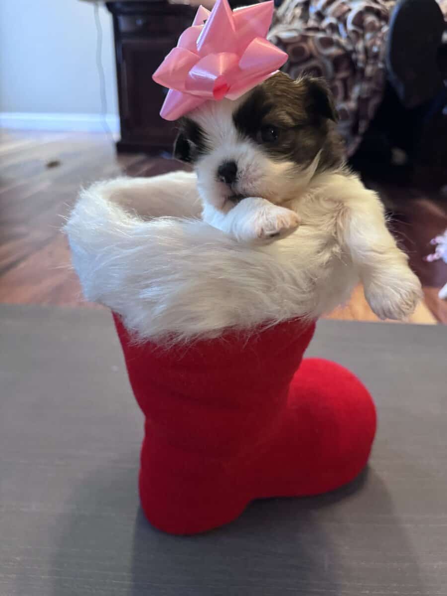 • “Adorable AKC Shih Tzu Puppies Ready for Their N image 14