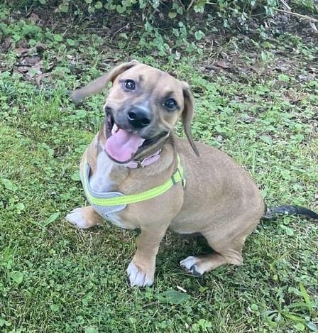 Beagle Dauschand Bulldog Needing Rehome image 1