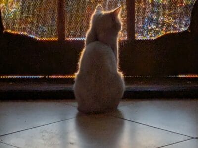 Please give this Green-Eyed Beauty a Home