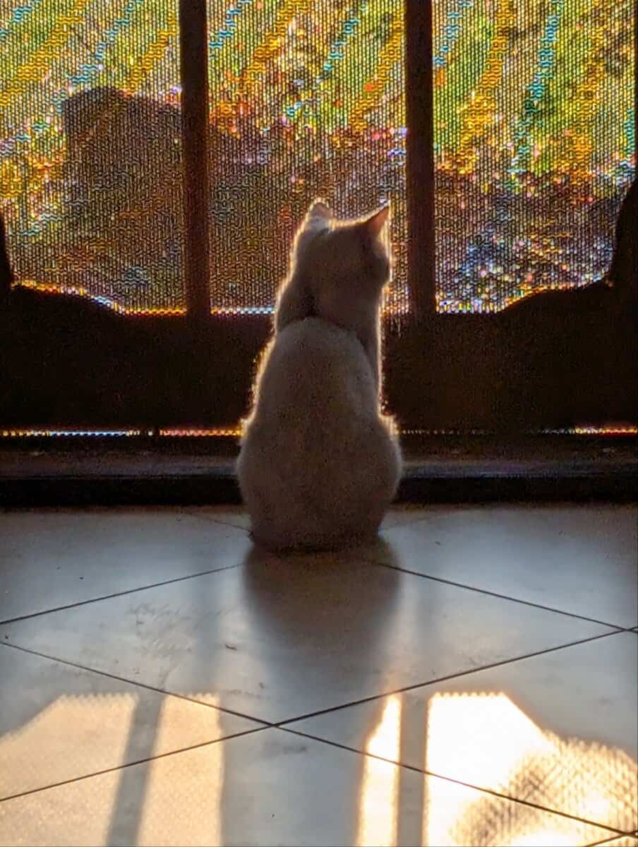 Please give this Green-Eyed Beauty a Home image 1