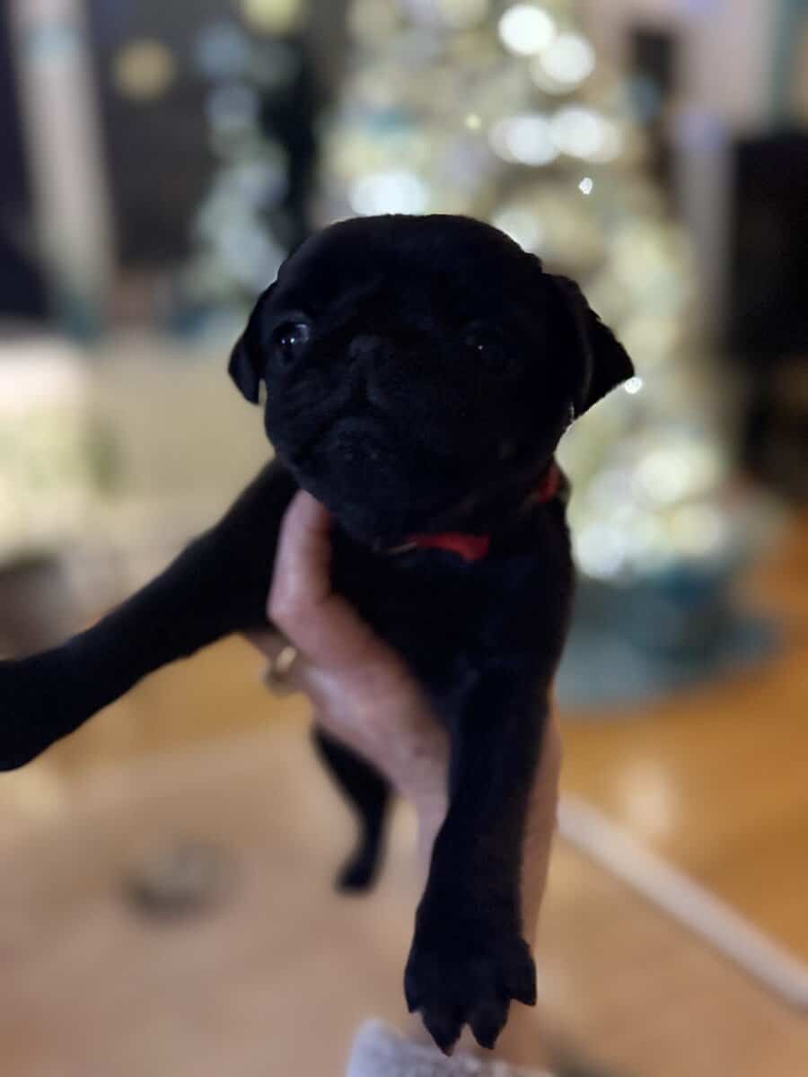 BLACK FEMALE PUG PUPPIES NEAR BOSTON image 8
