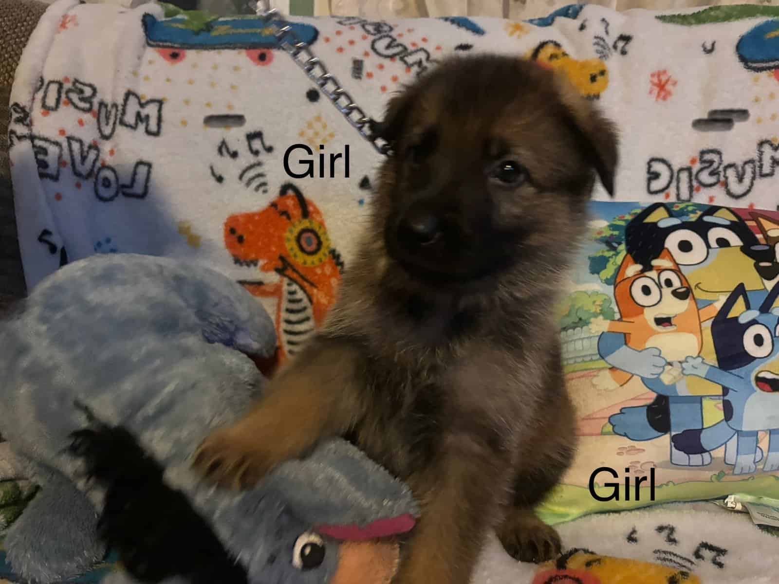 Full bred, German Shepherd puppies image 5