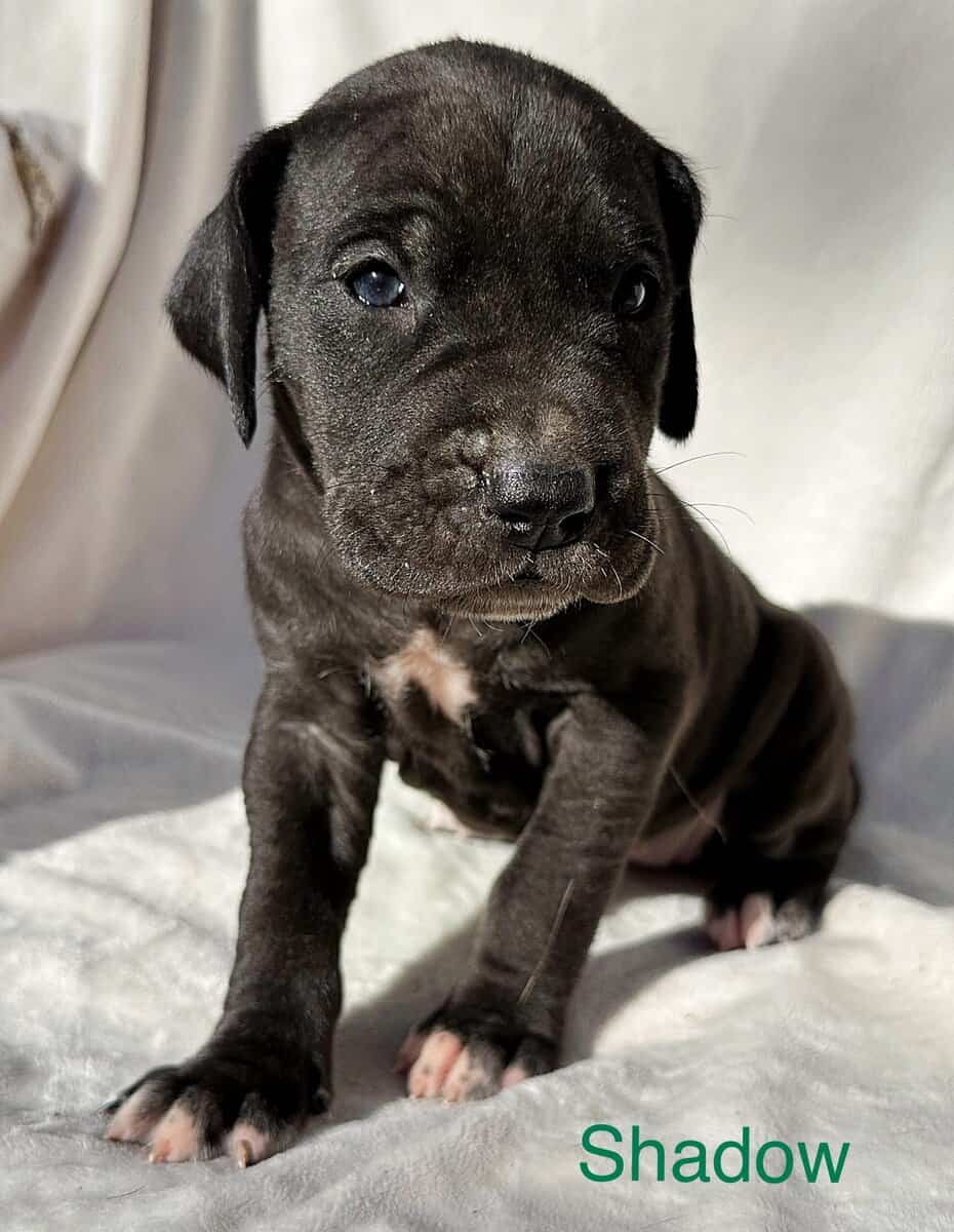 Shadow AKC Great Dane image 6