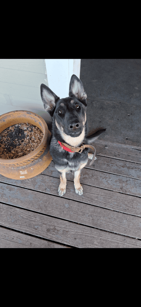 German shepherd image 1