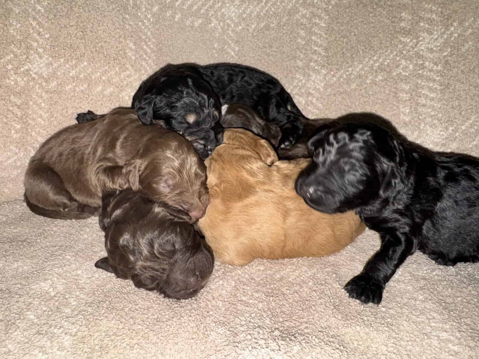Bernedoodle Puppies image 5