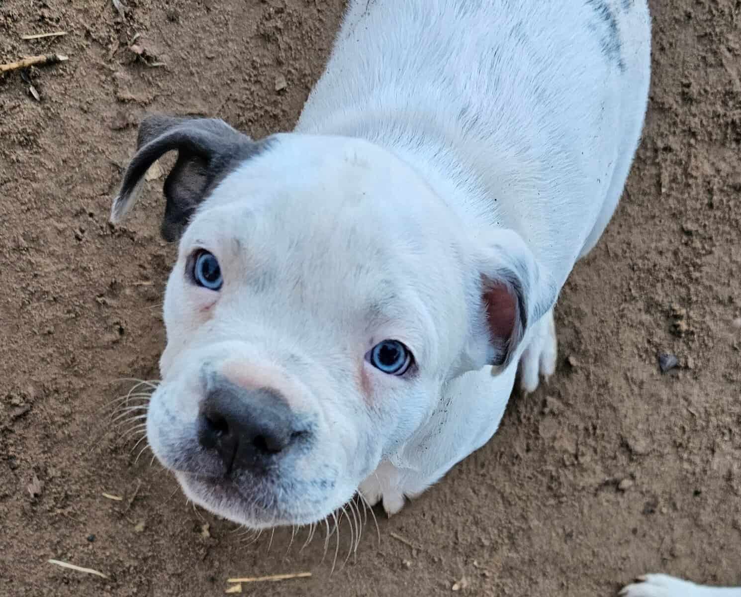 8 week old Pitbull puppies image 1