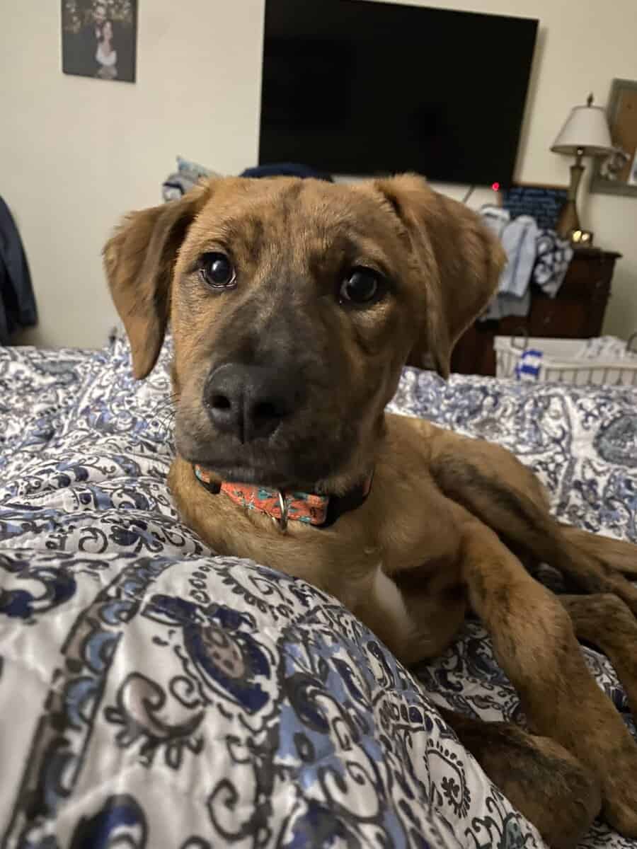 Black Mouth Cur image 1
