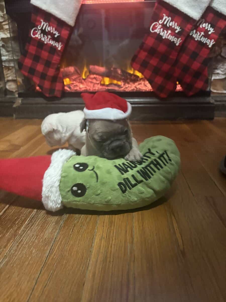 FRENCH BULLDOG PUPs image 9