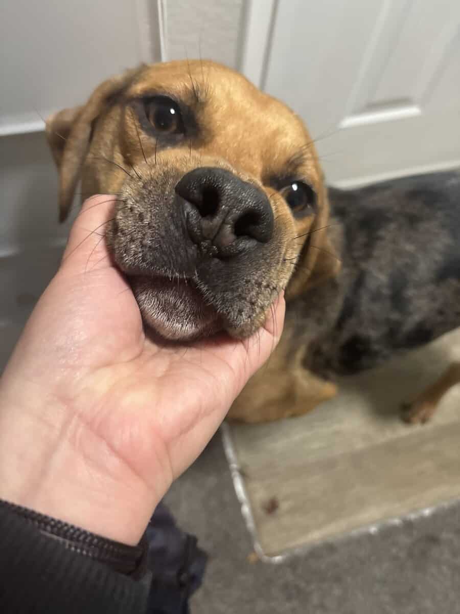 Maui is looking for a home! image 4