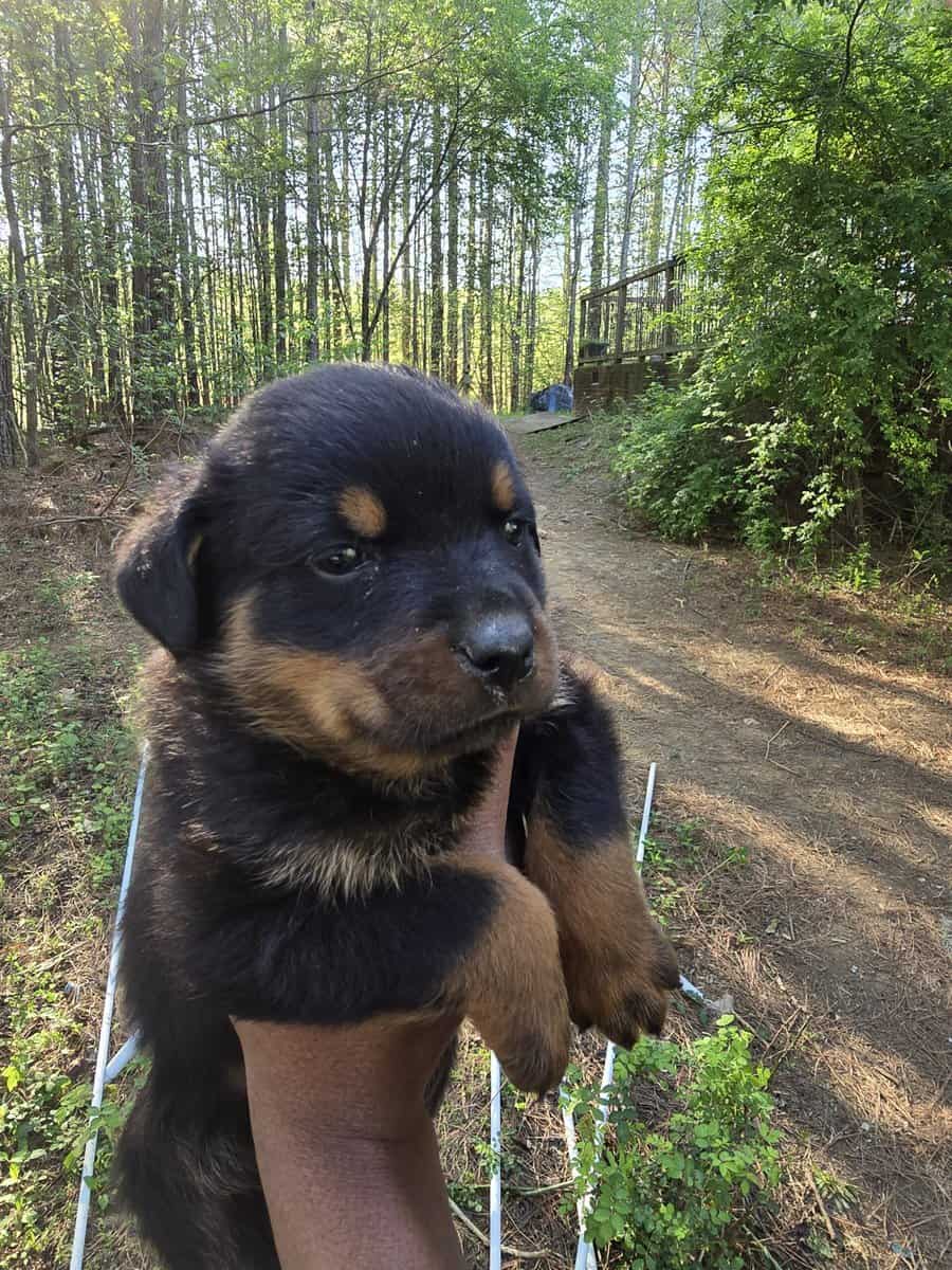 AKC Registered Rottweiler Puppies image 3