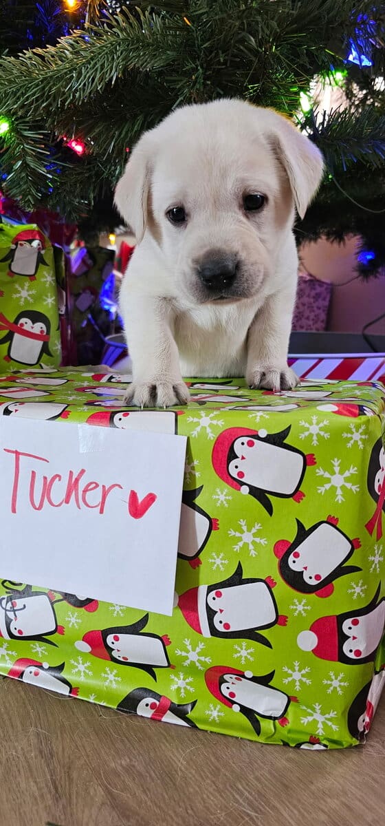 White Yellow Labrador Puppies image 1