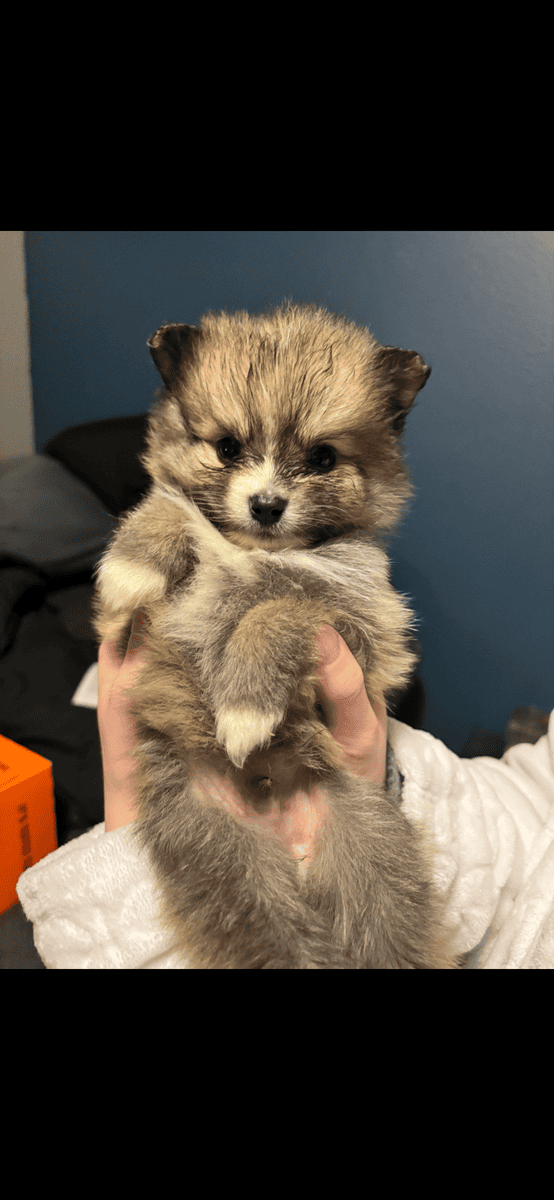 Pomeranian puppies image 8