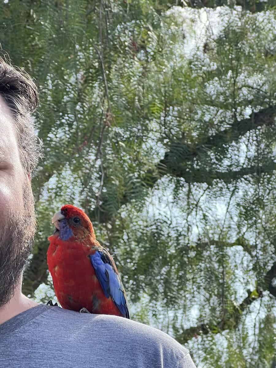 Jessie rosella parrot image 2