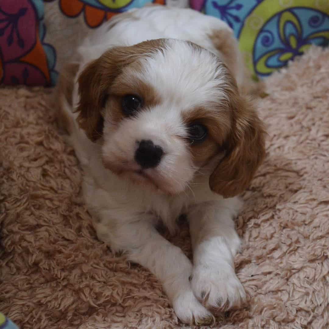 AKC Cavalier King Charles Spaniel Puppies Availabl image 11