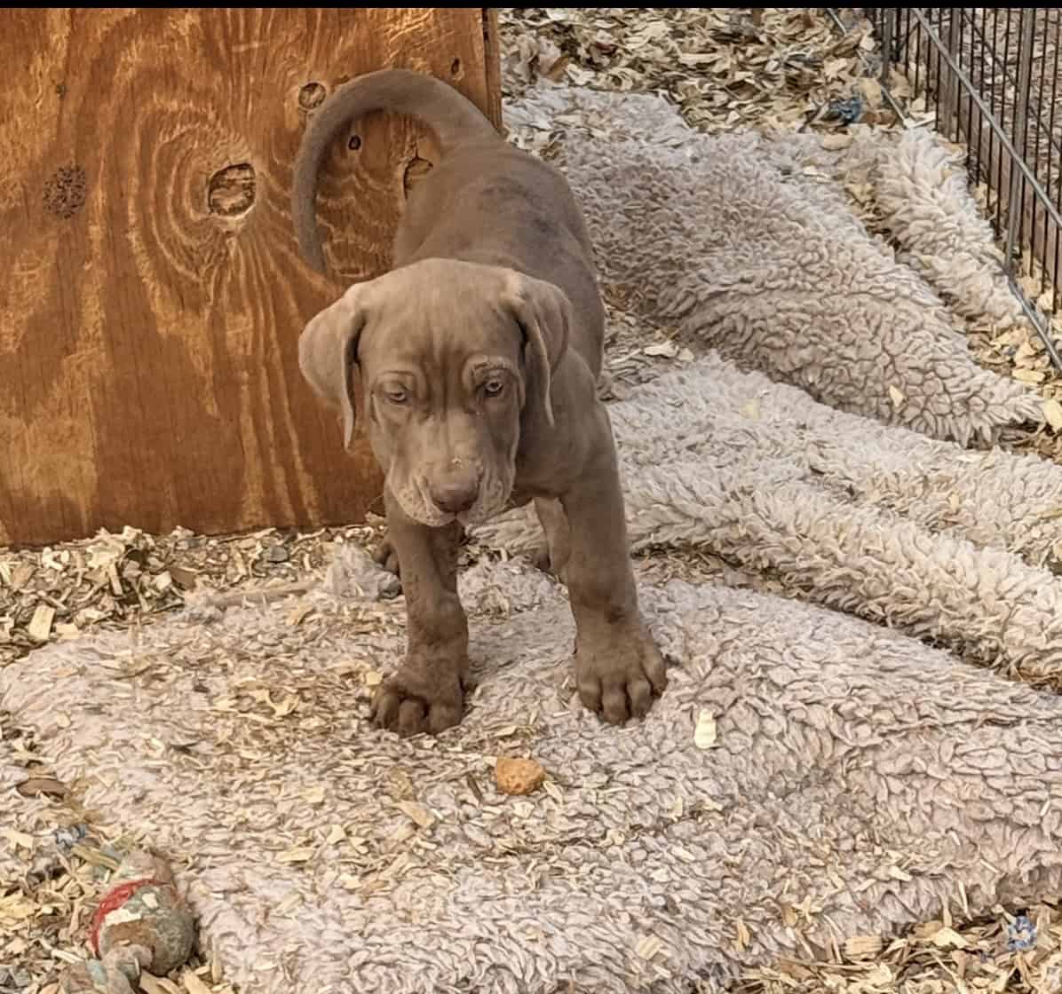 Catahoula Leopard puppies image 1