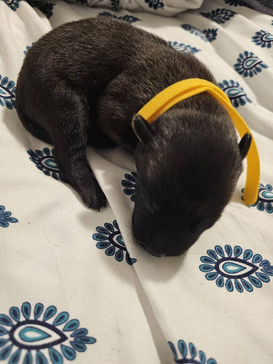 AKC BELGIAN MALINOIS PUPS image 2