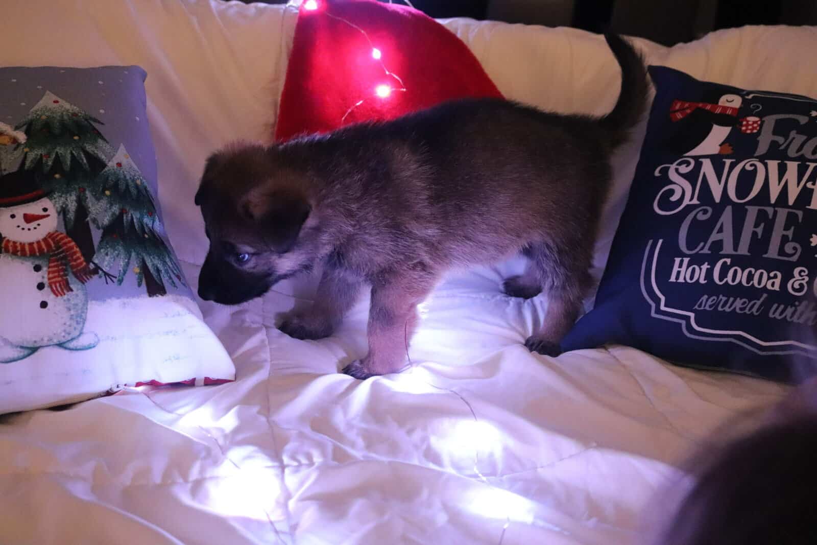 Wolf / German Shepherd GSD Puppy - Bandit image 5