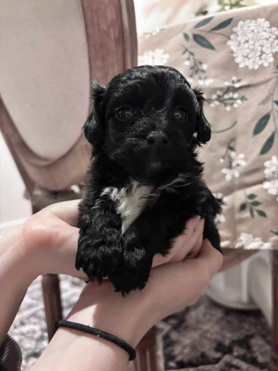 Chapo‘s ready January 9th image 1