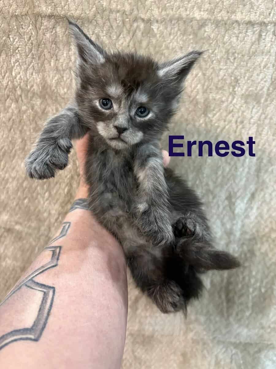 Maine Coon Kittens image 3