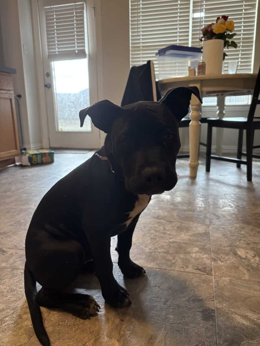 Sweet Puppy Needs a Good Home image 1